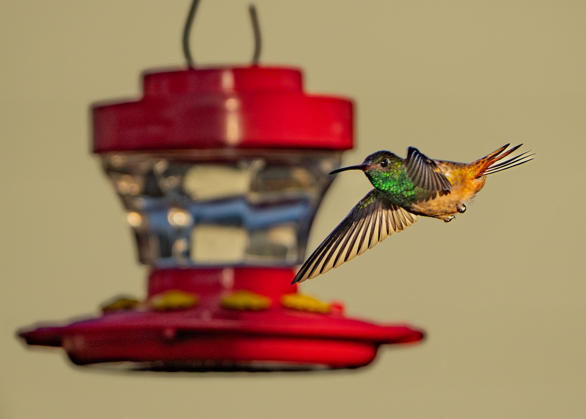 Buff-bellied Hummingbird - Dori Eldridge