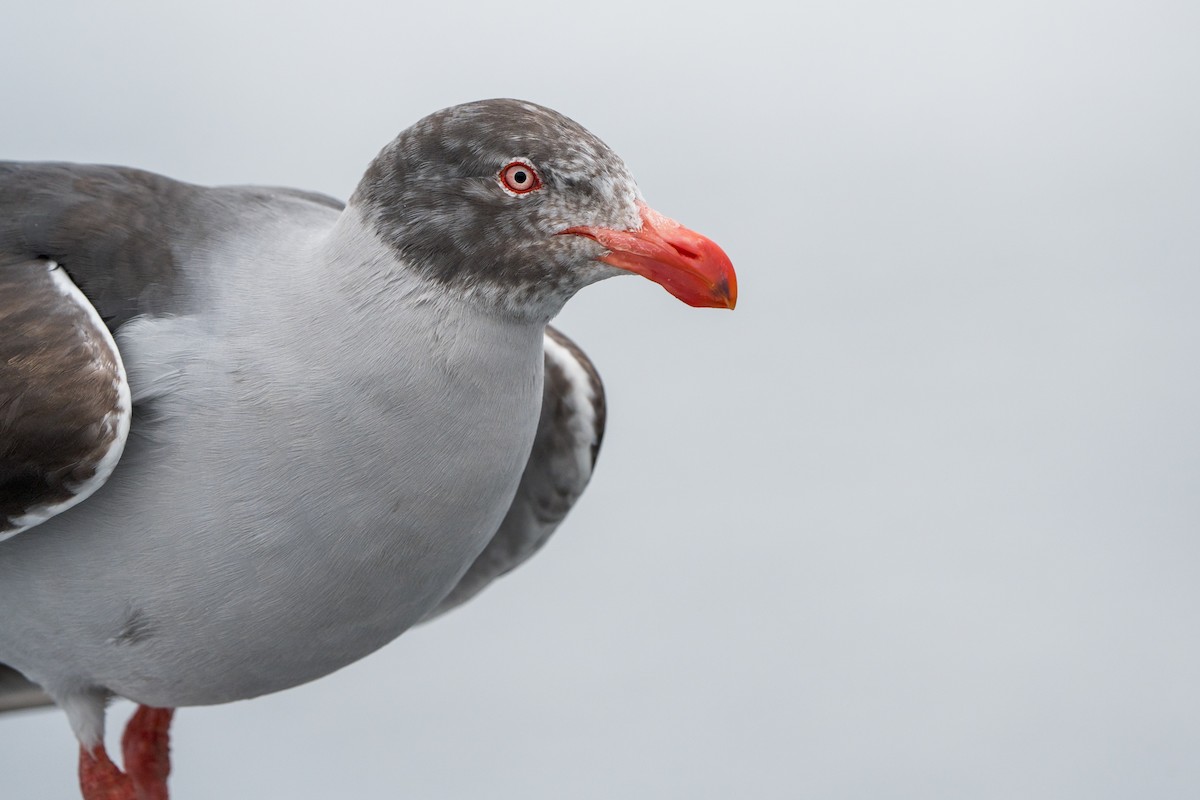 Dolphin Gull - ML614307426