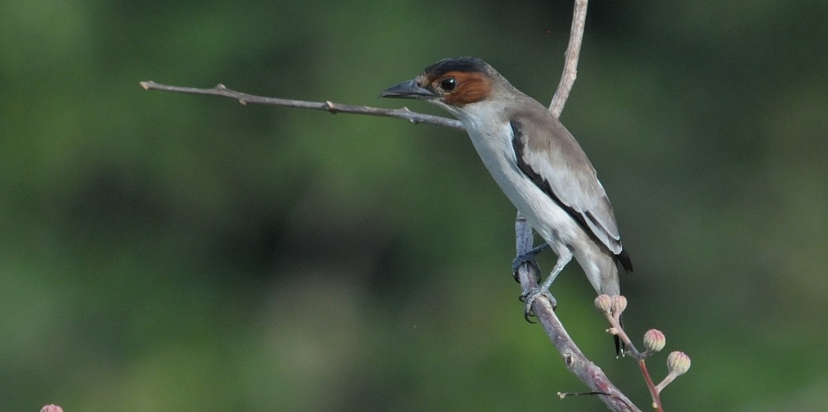 Black-crowned Tityra - ML614307428