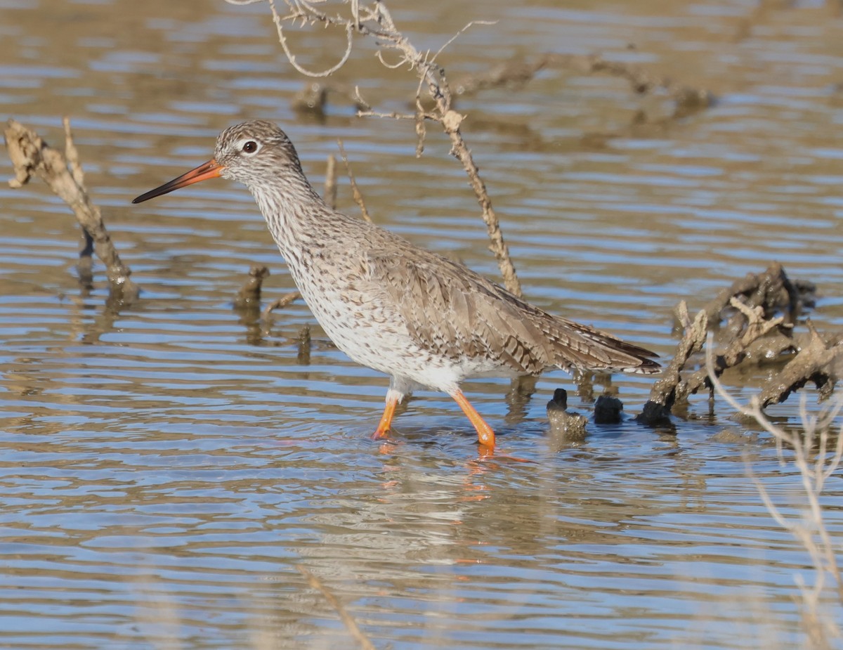 Common Redshank - ML614307449