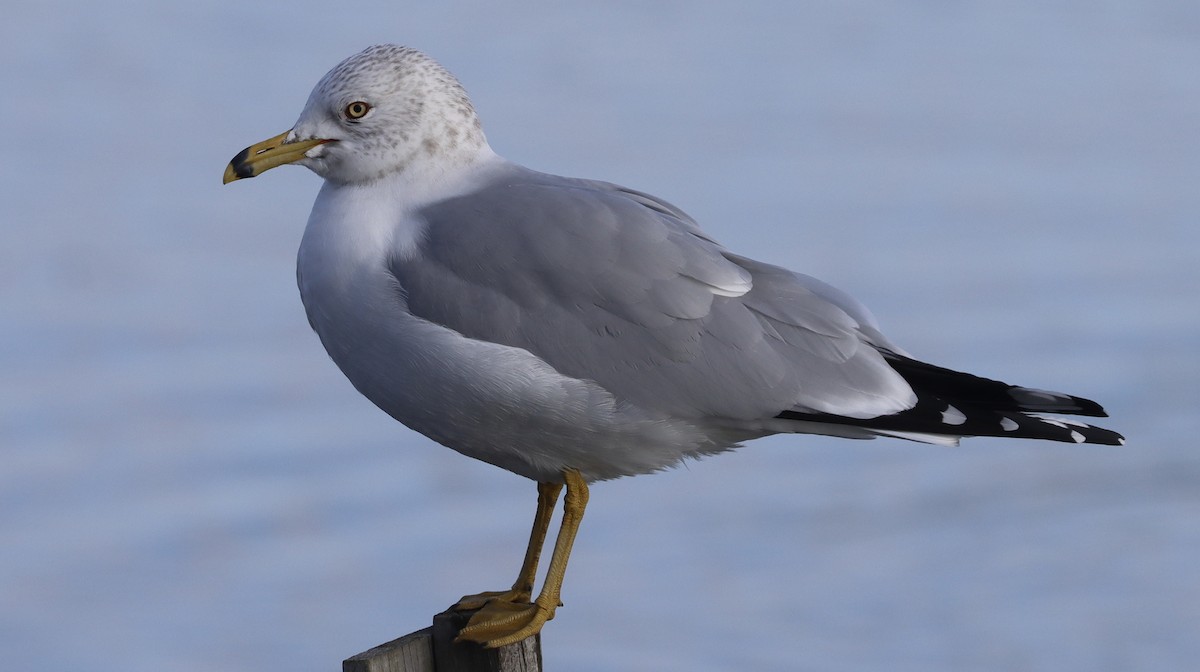 Ring-billed Gull - Alison Sheehey