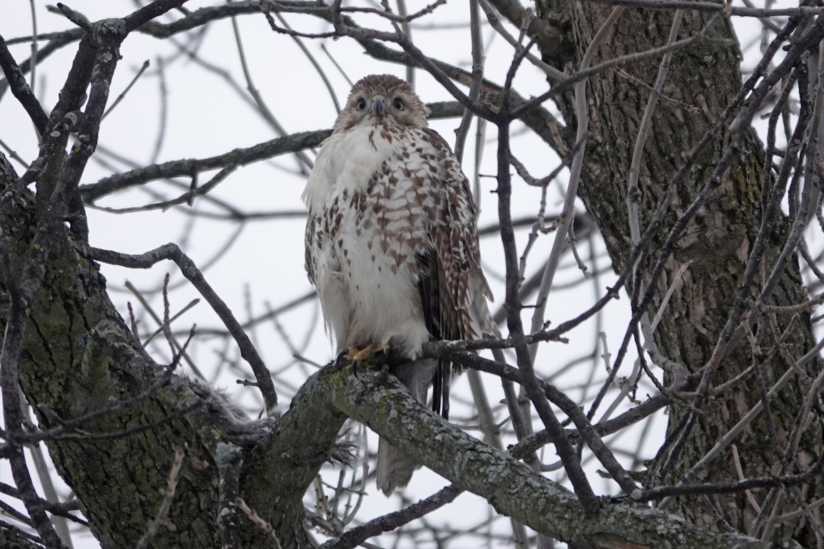 Red-tailed Hawk - ML614307616