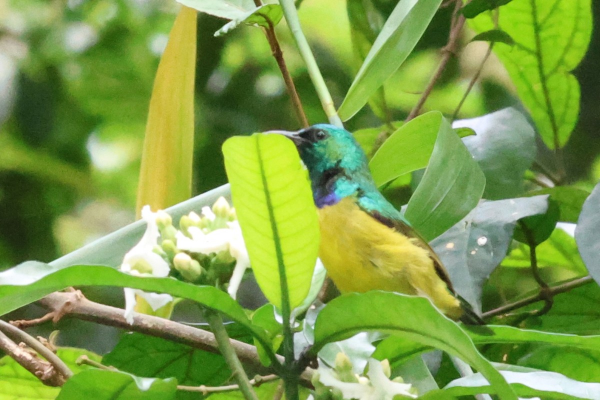 Collared Sunbird - ML614307622