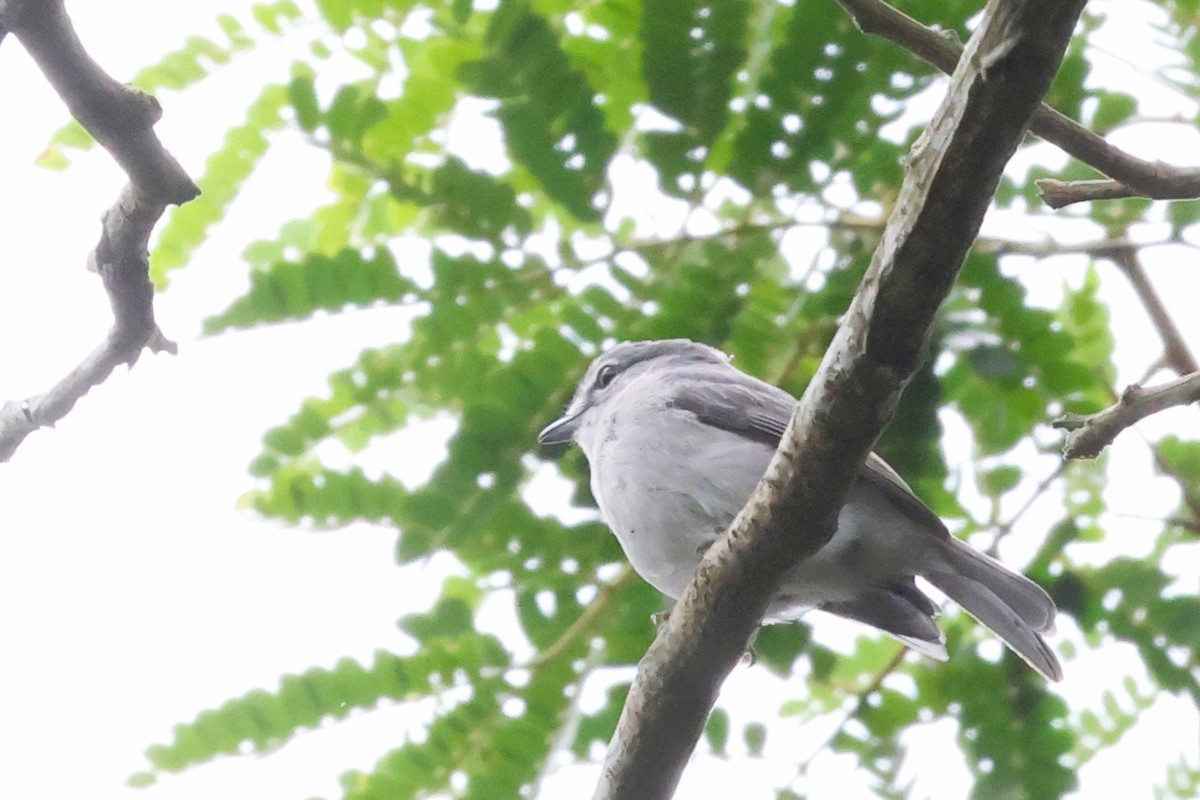 Ashy Flycatcher - ML614307630