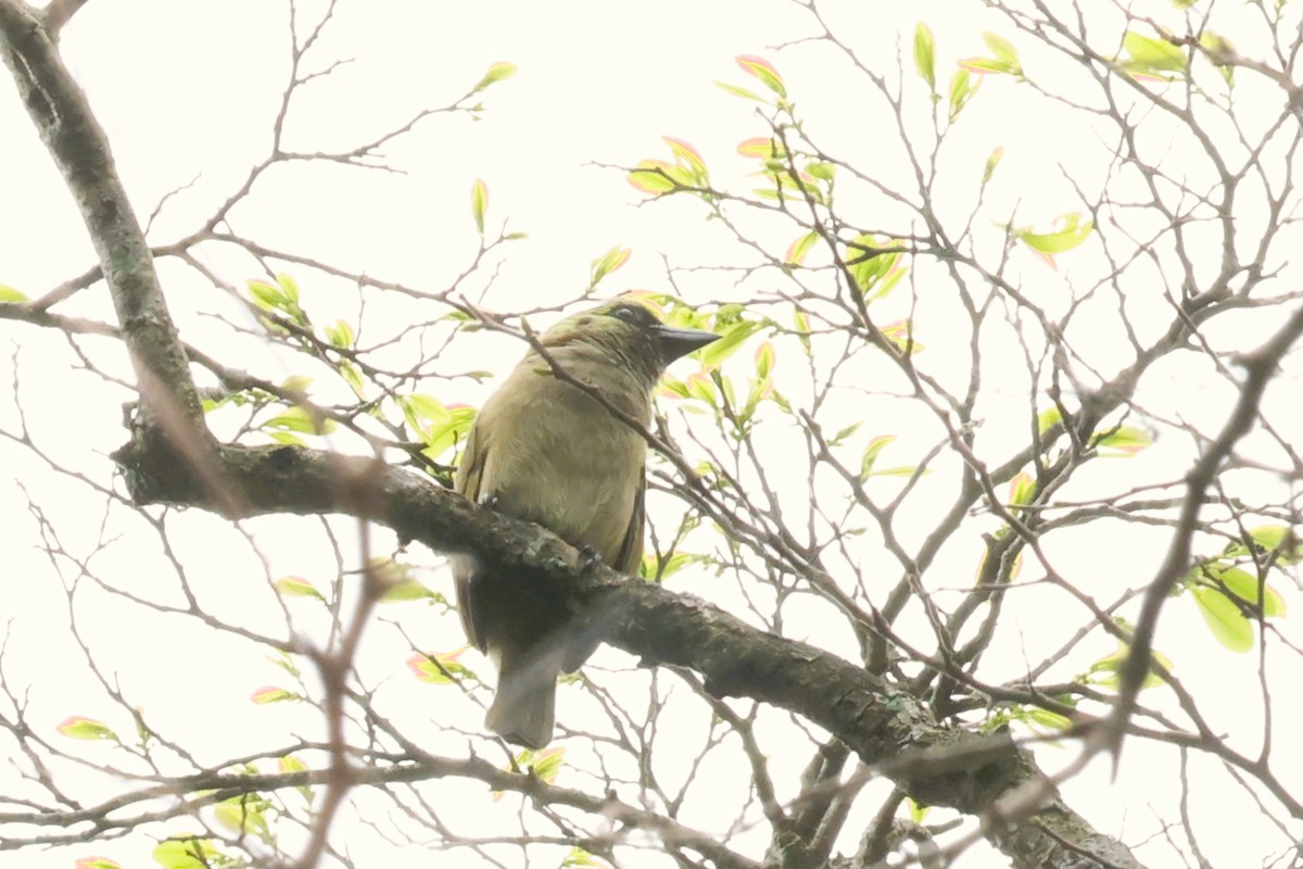 Green Barbet (Woodward's) - ML614307659