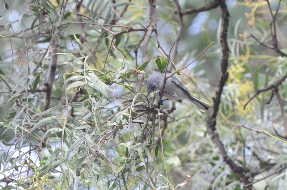 Blue-gray Gnatcatcher - ML614307670