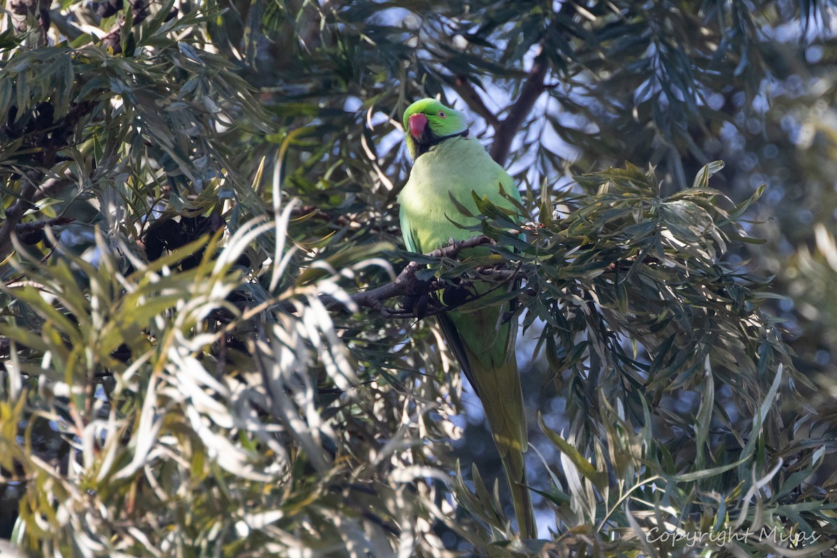 Rose-ringed Parakeet - ML614307733