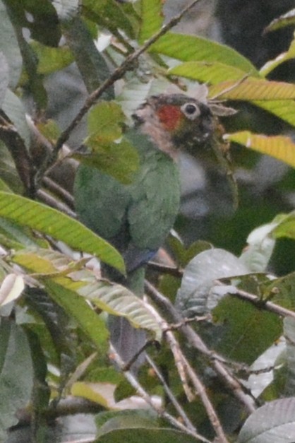 White-necked Parakeet - Cathy Pasterczyk