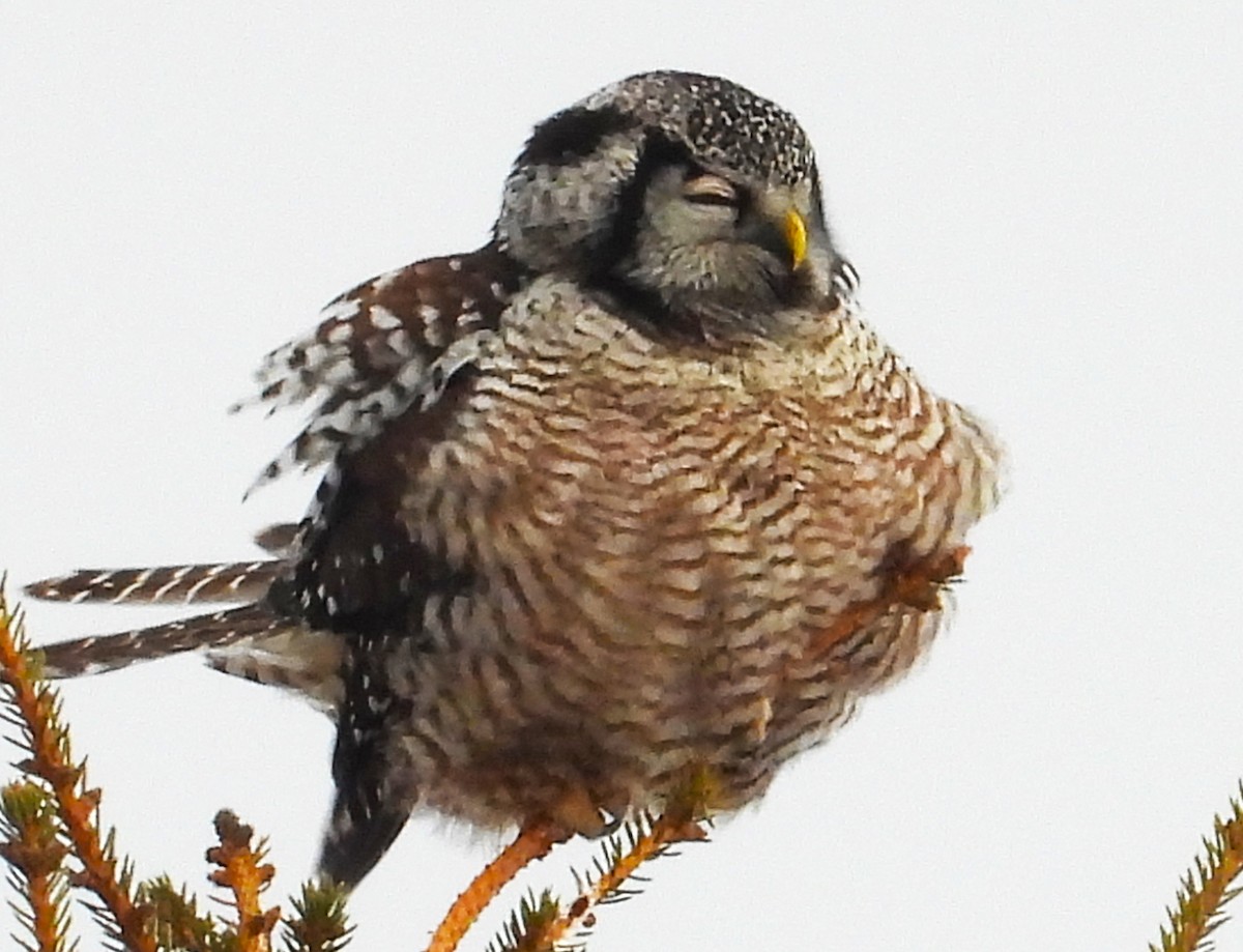Northern Hawk Owl - Jay Wriedt
