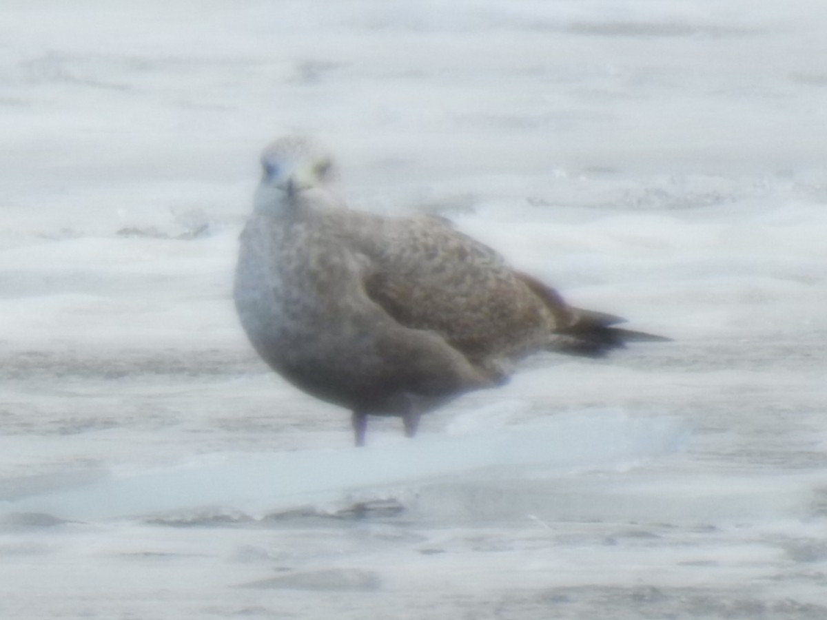 Gaviota Argéntea - ML614307847