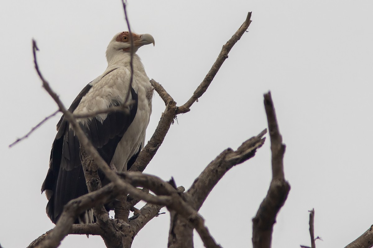 Palm-nut Vulture - ML614307849