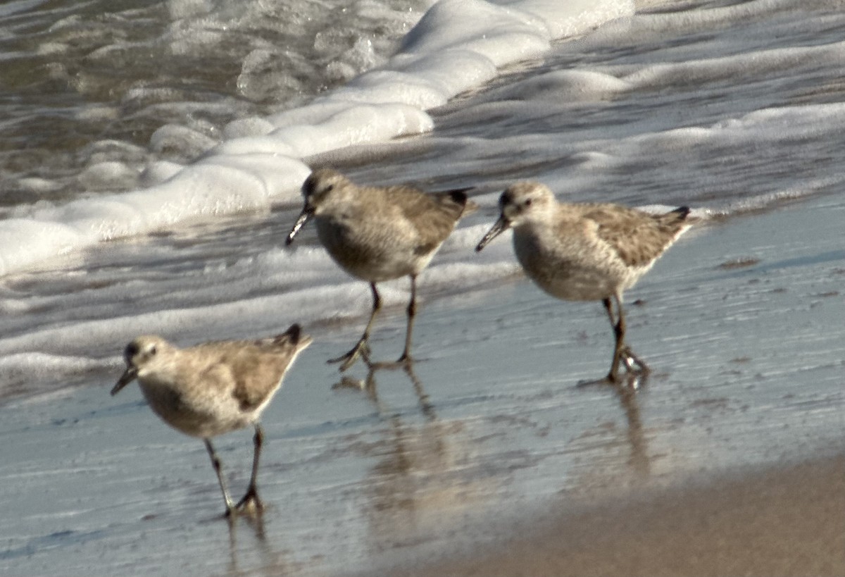 Red Knot - ML614307857