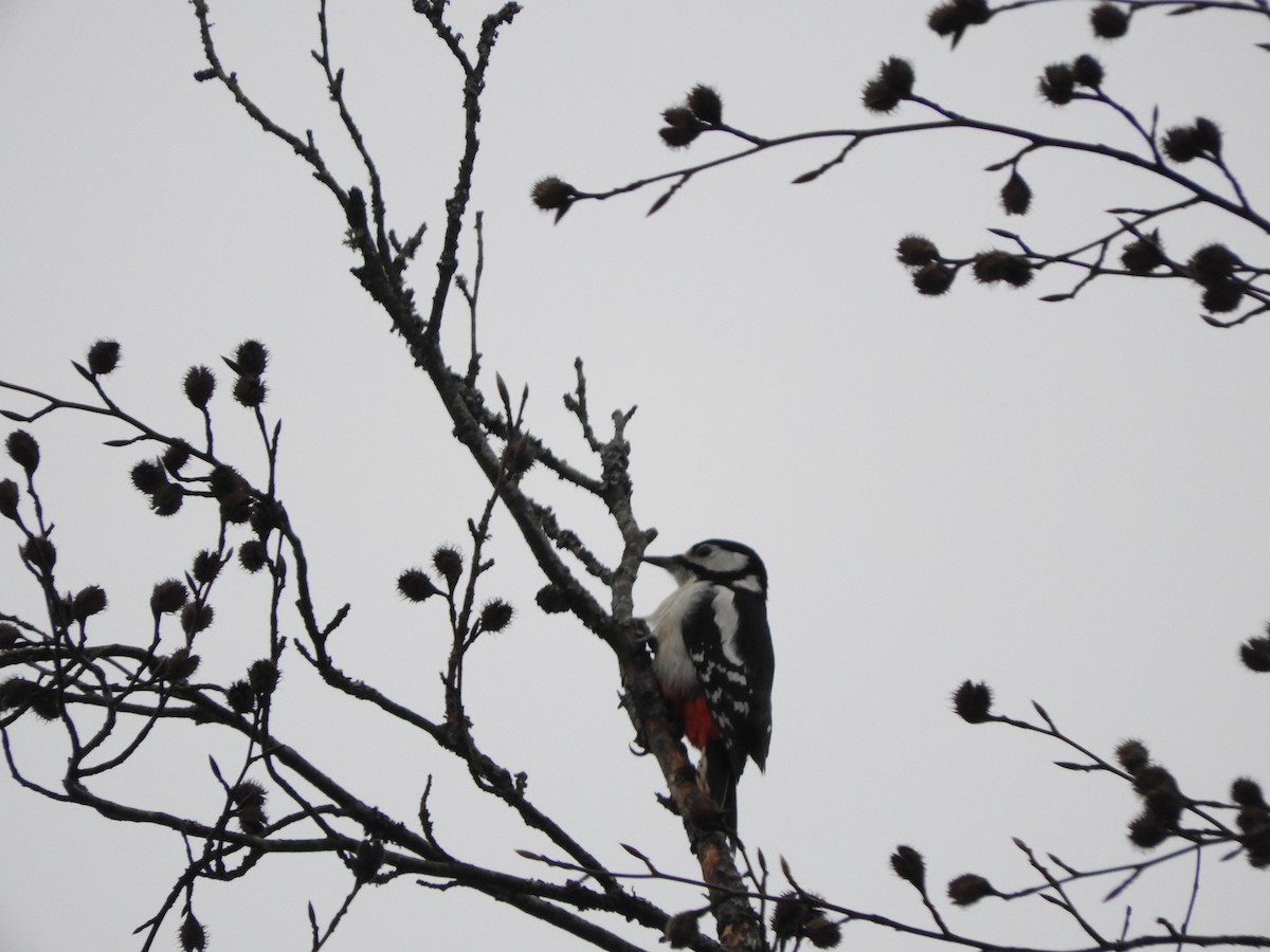 Great Spotted Woodpecker - Laura Dutrieux