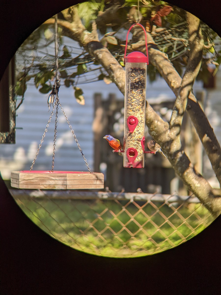 Painted Bunting - Kristie Stein