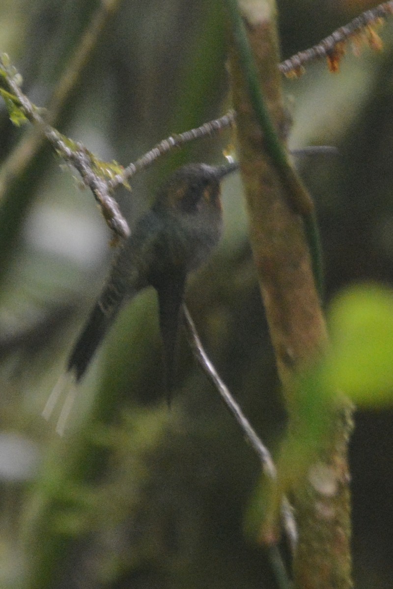 kolibřík šedobřichý - ML614308003