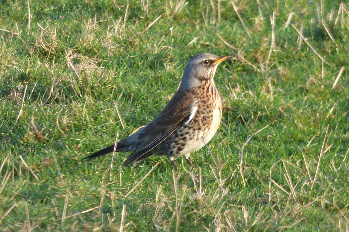 Fieldfare - ML614308078