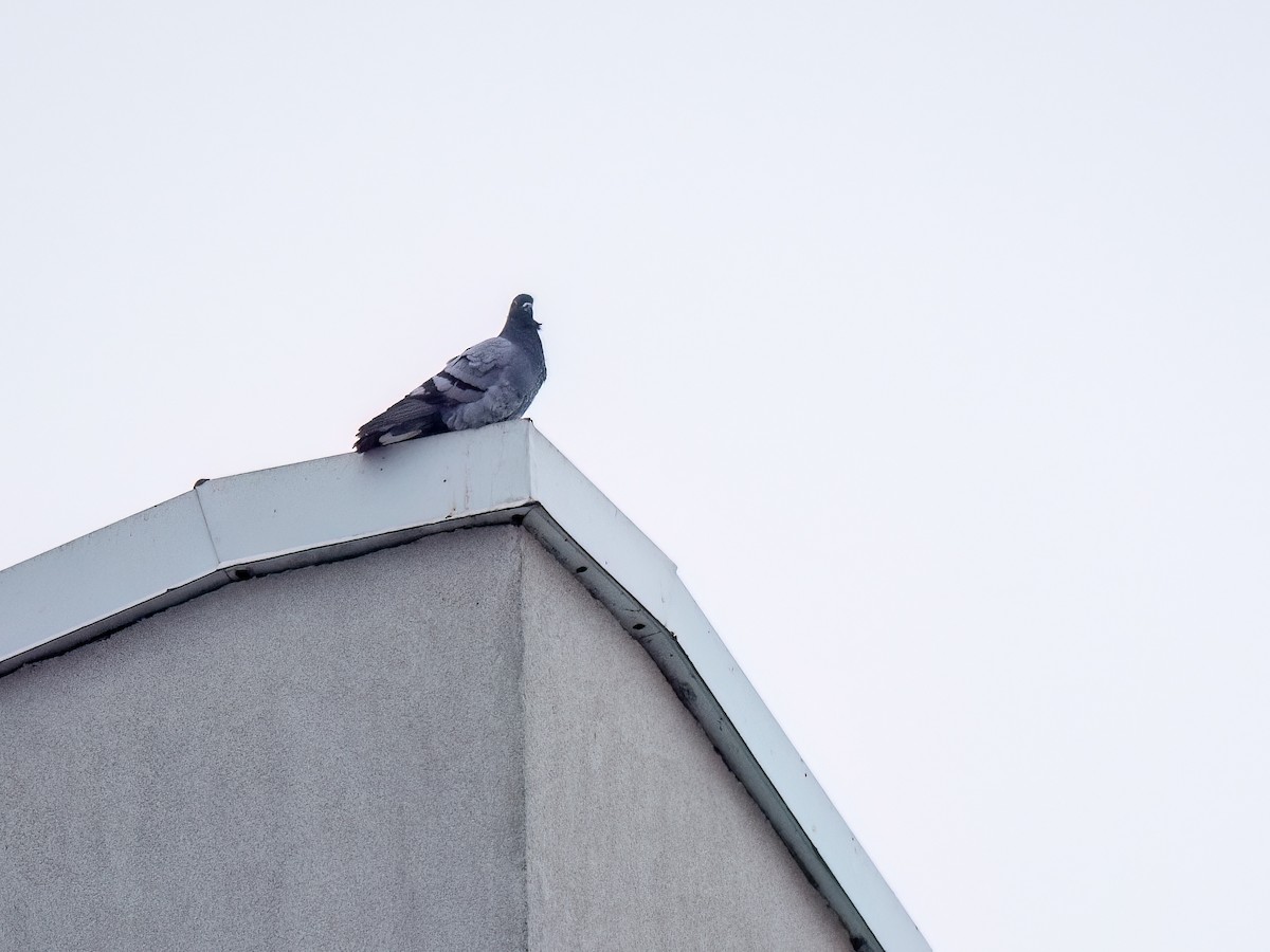 Rock Pigeon (Feral Pigeon) - ML614308080