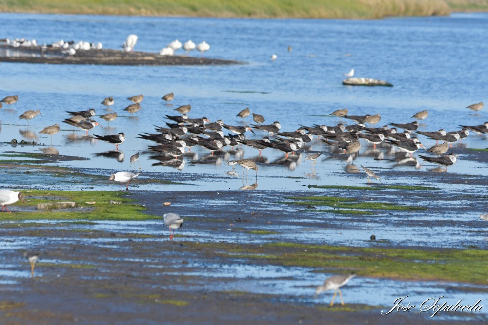 Black Skimmer - José Sepúlveda