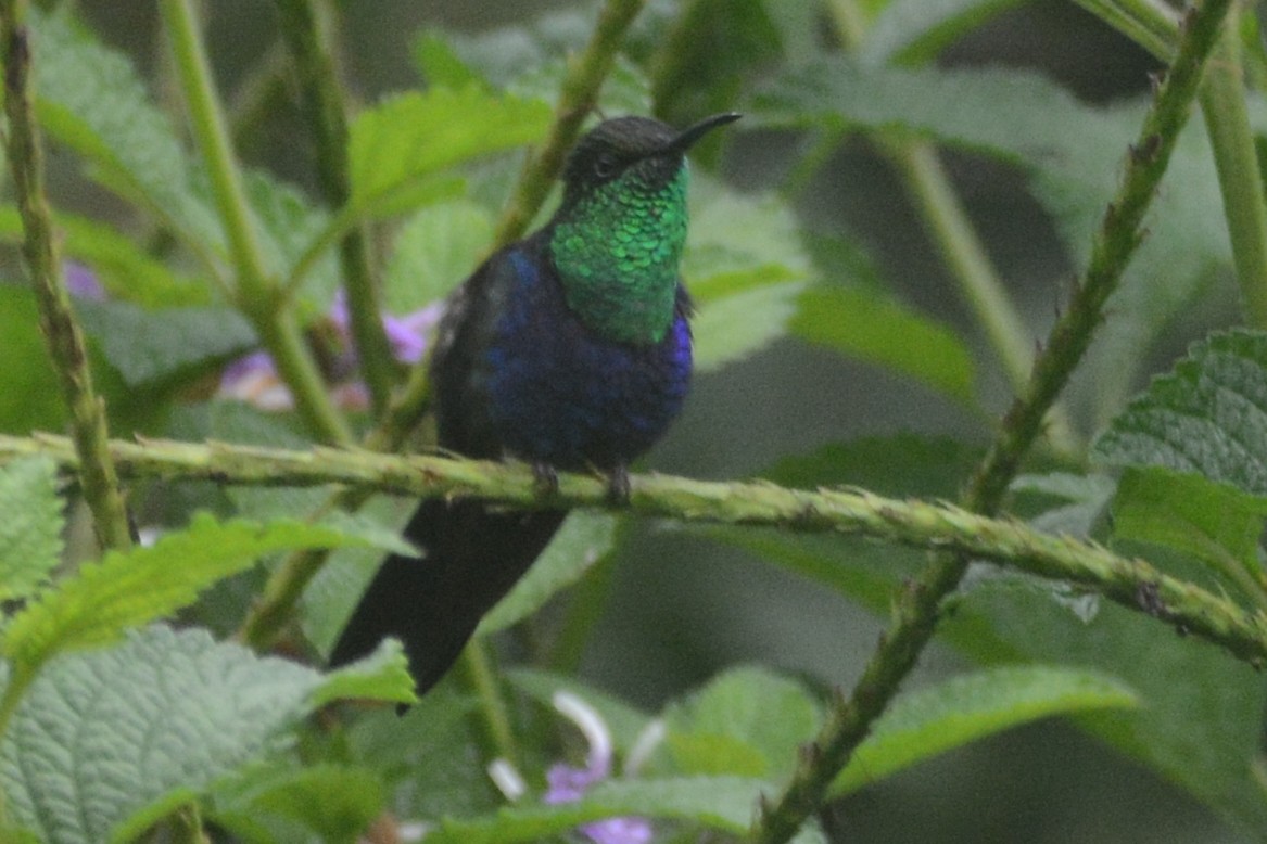 kolibřík nymfový - ML614308112