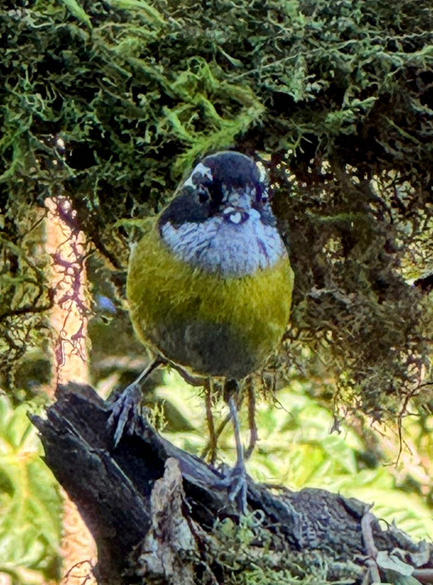 Sooty-capped Chlorospingus - ML614308124