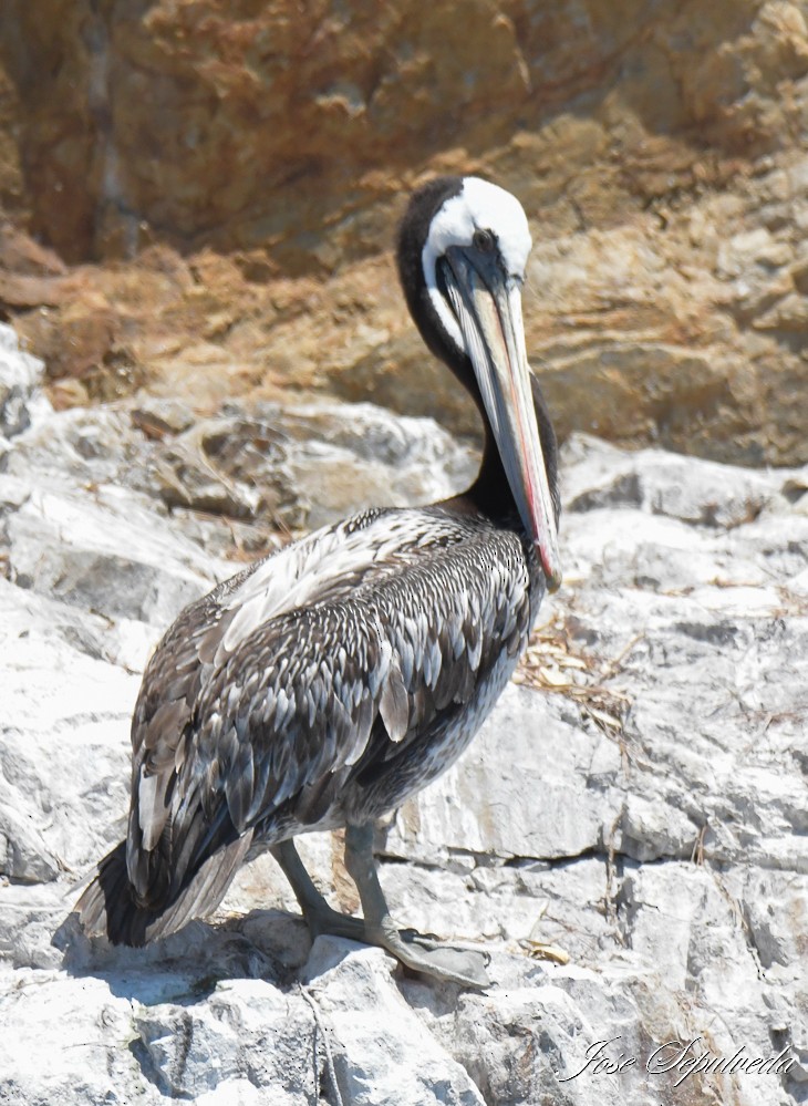 pelikán chilský - ML614308168
