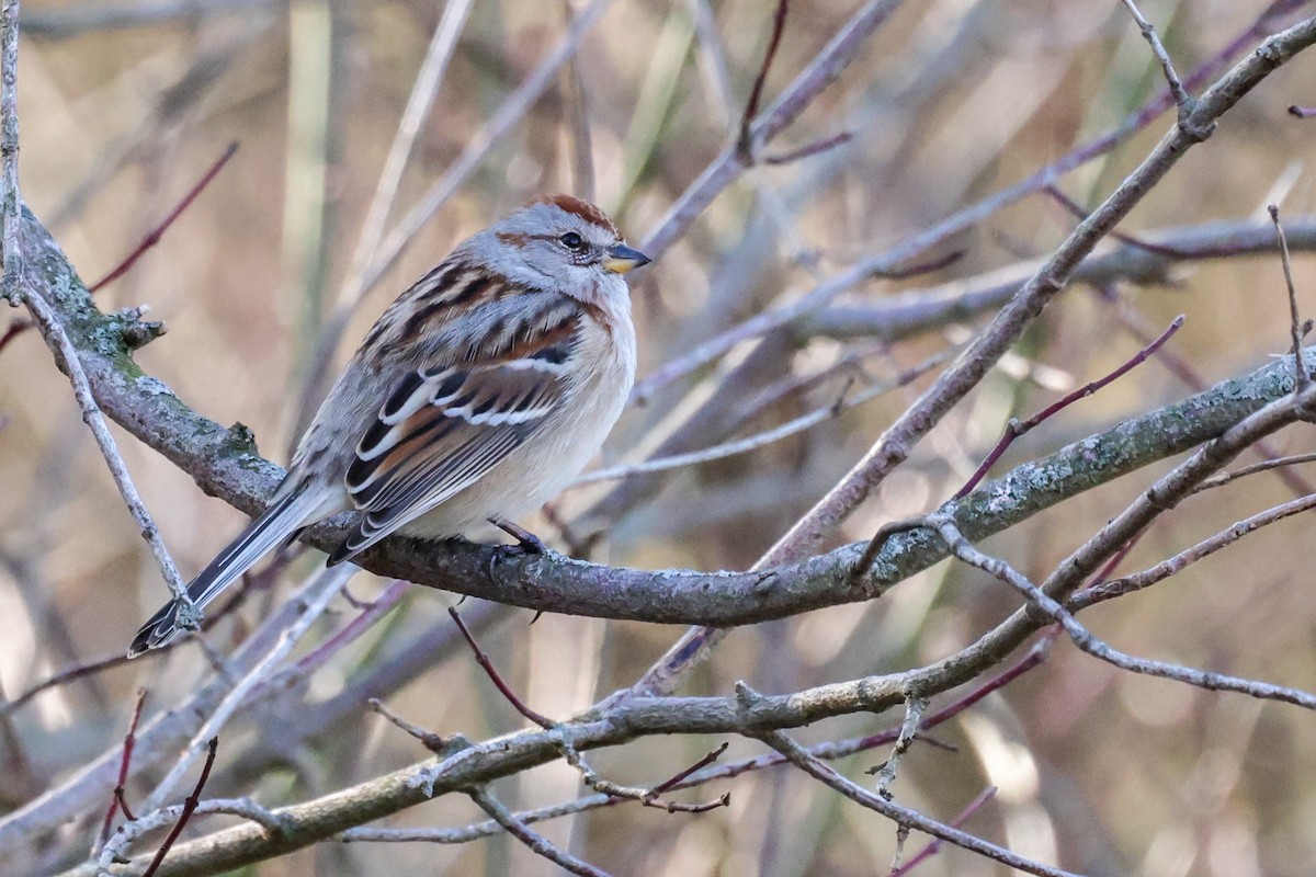 American Tree Sparrow - ML614308263