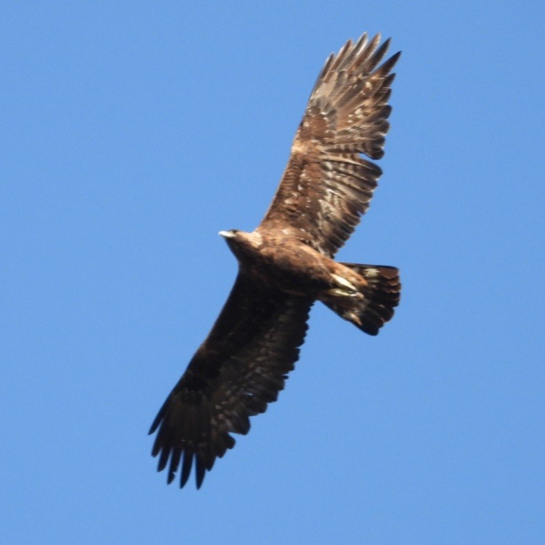 Golden Eagle - ML614308288