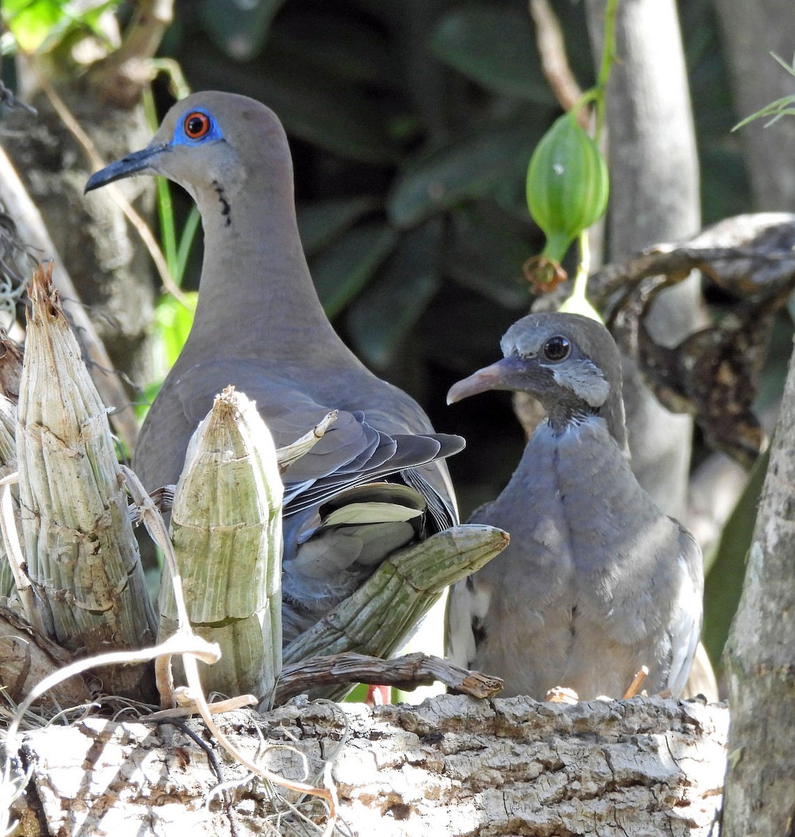 White-winged Dove - Danilo Moreno