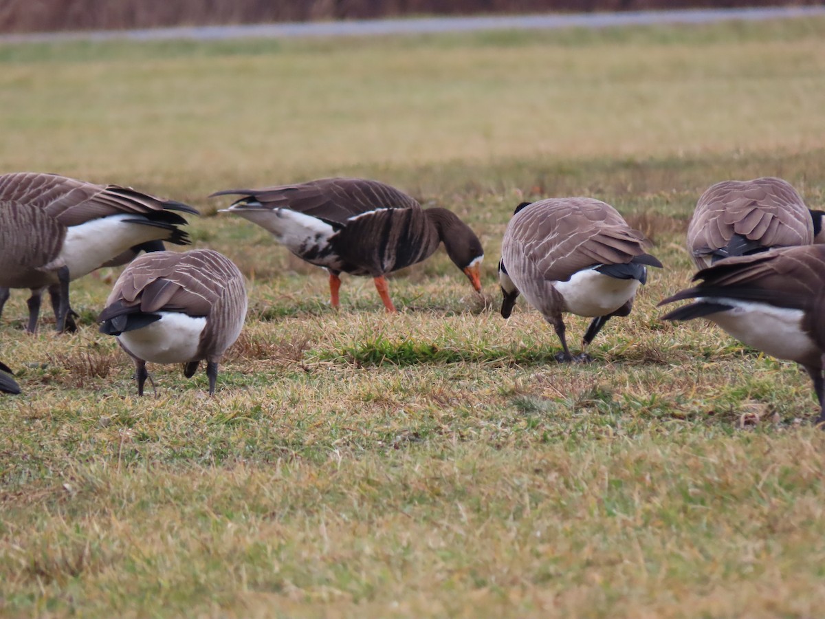 Greater White-fronted Goose - ML614308377