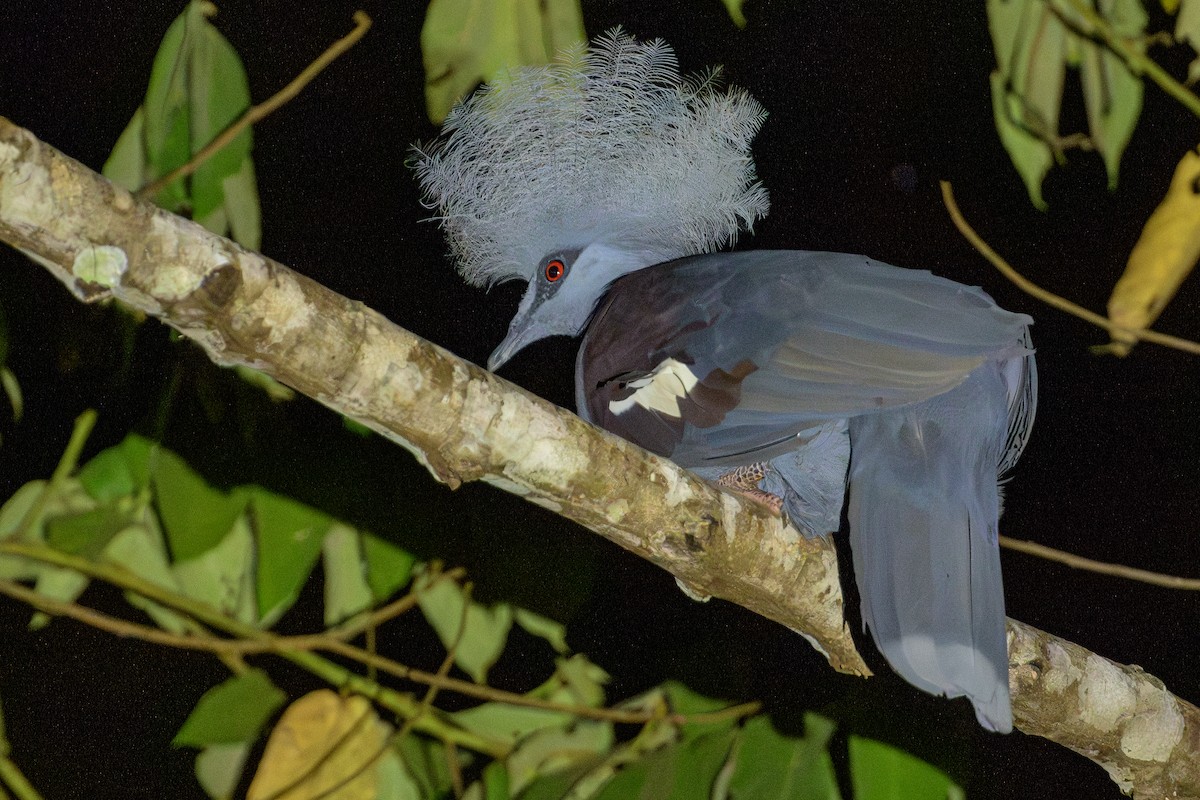 Western Crowned-Pigeon - ML614308484