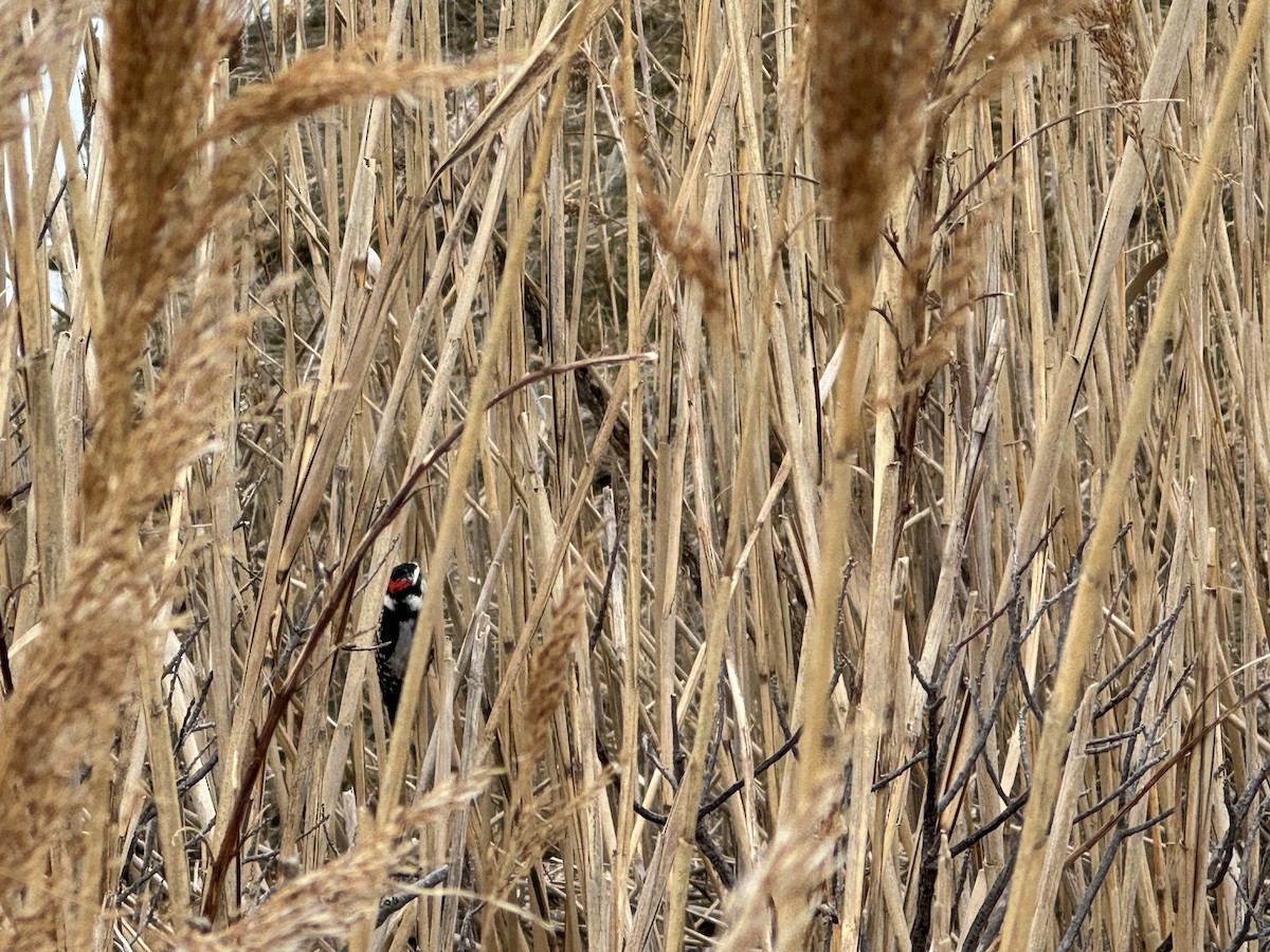 Downy Woodpecker (Eastern) - ML614308602