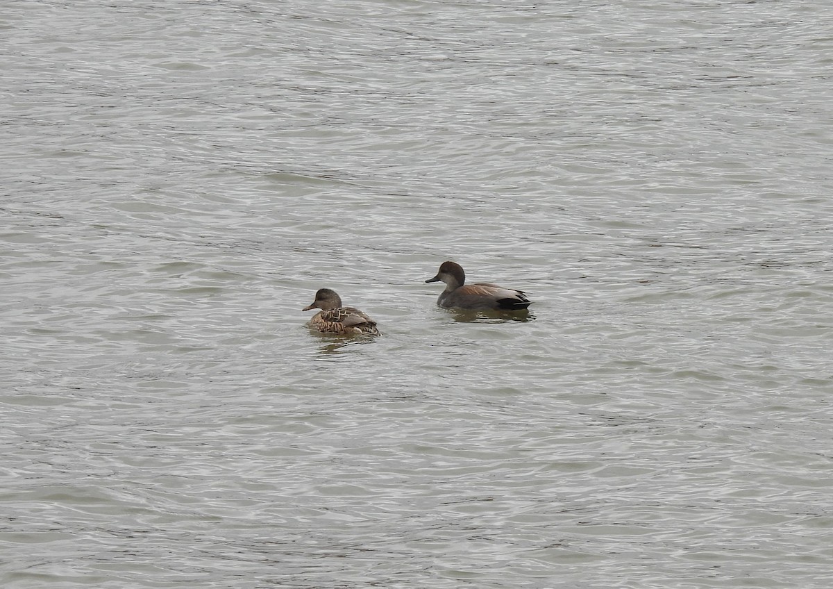 Gadwall - ML614308626