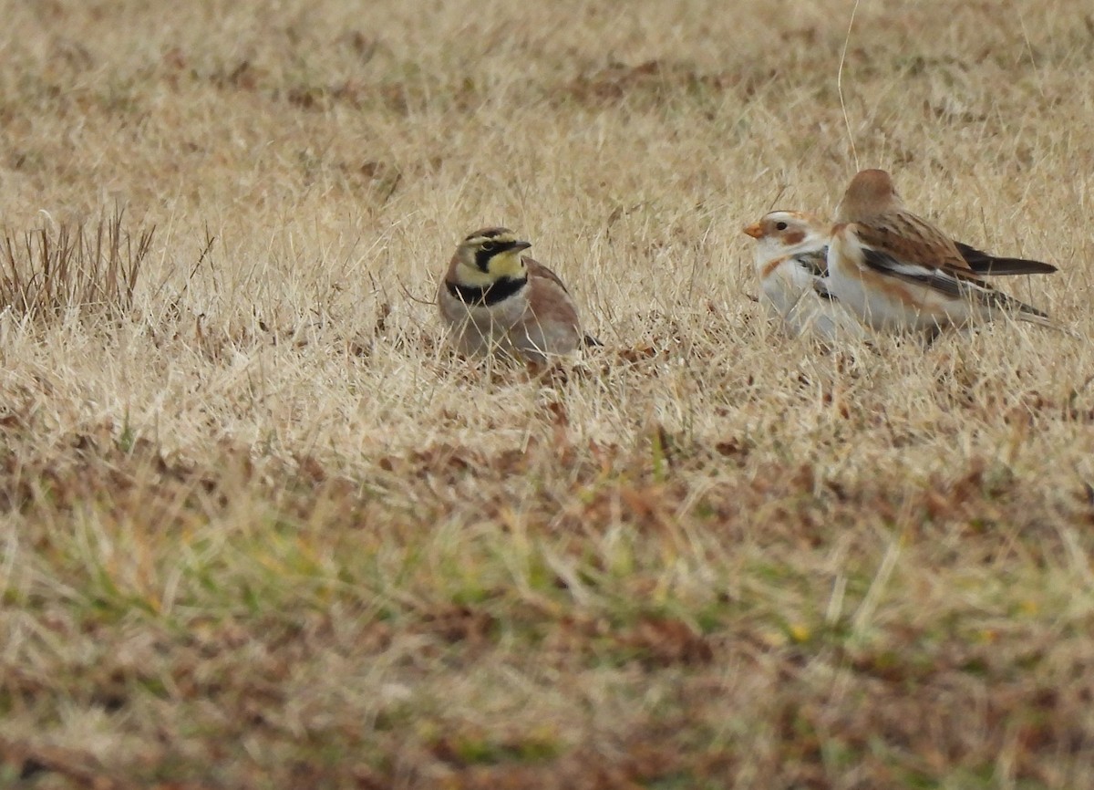 Horned Lark - ML614308725