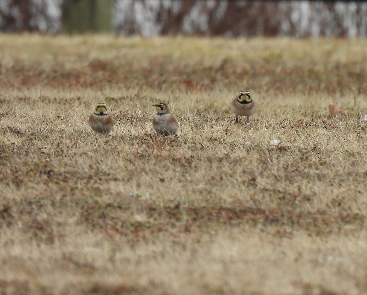 Horned Lark - ML614308727