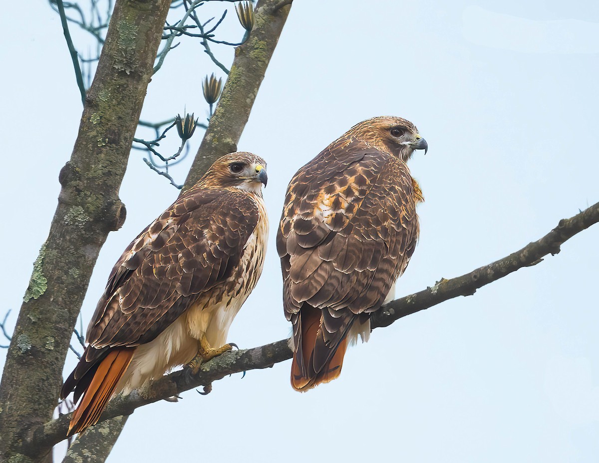 Red-tailed Hawk - ML614308737