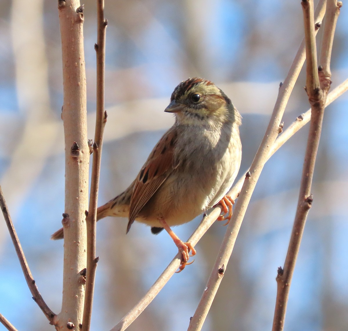 Swamp Sparrow - ML614308878