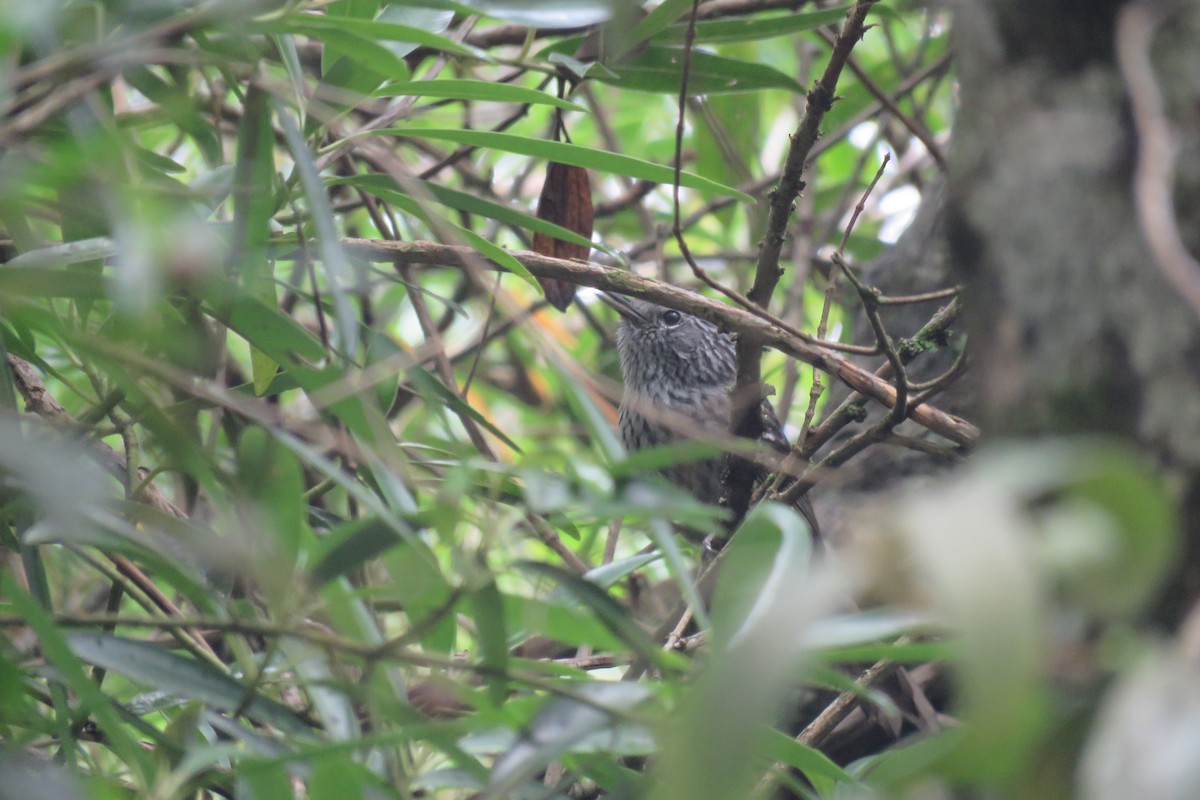 Dusky-tailed Antbird - Jeferson Bugoni