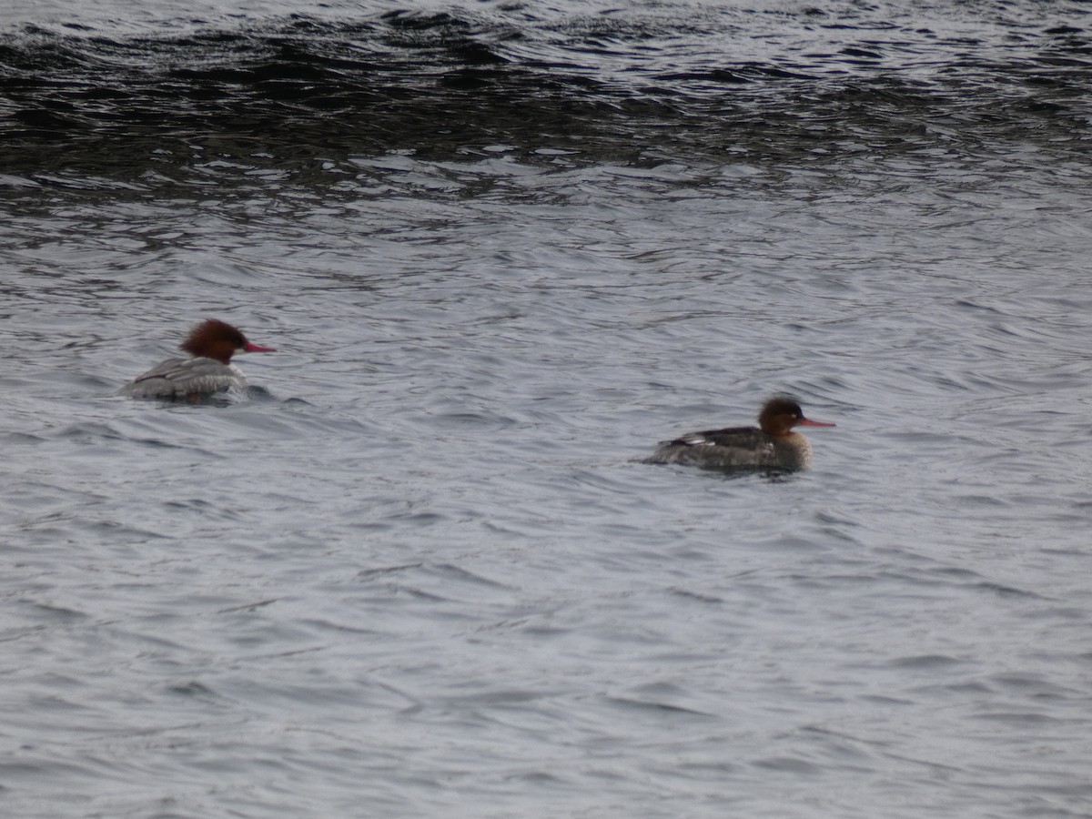 Common Merganser - ML614309013