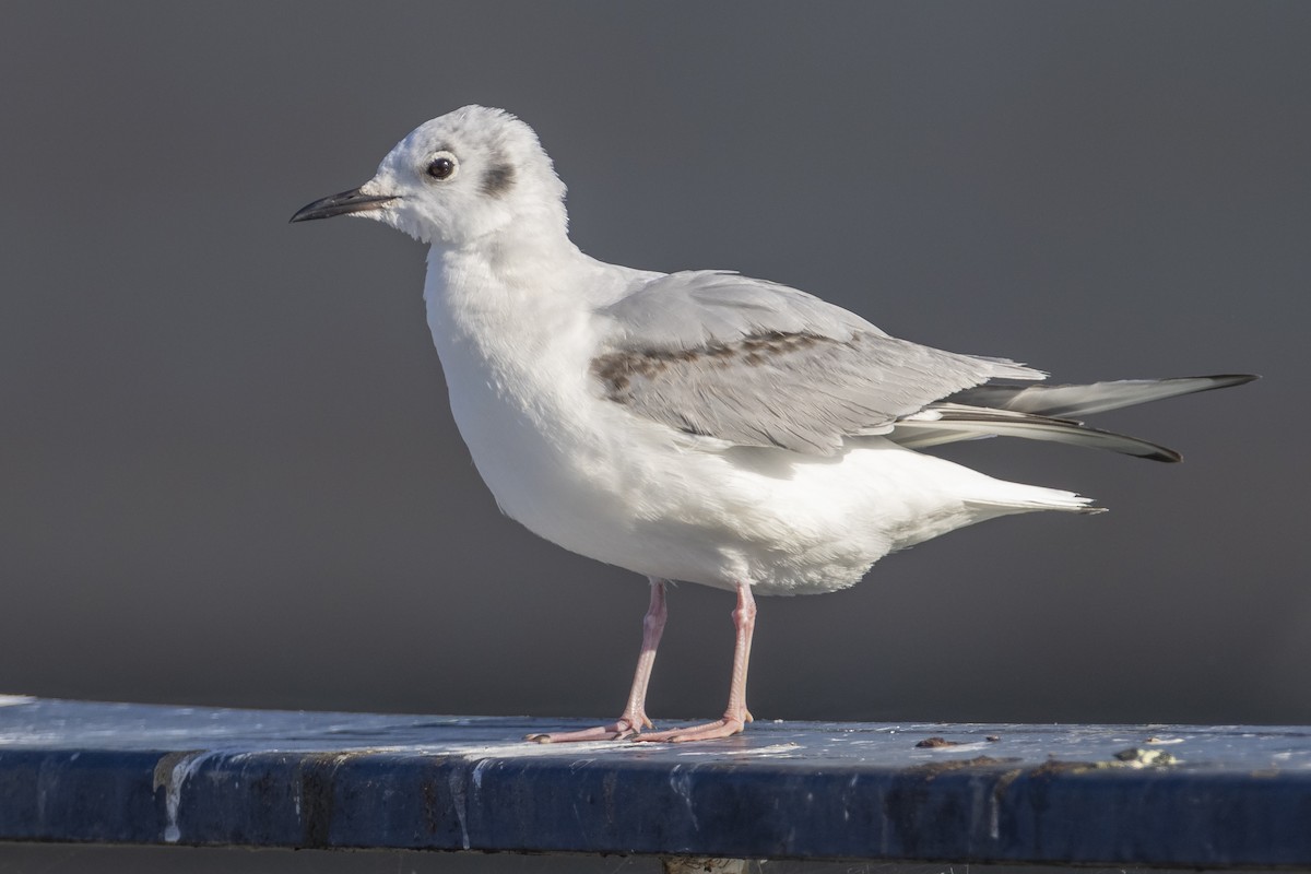 Bonaparte's Gull - ML614309027