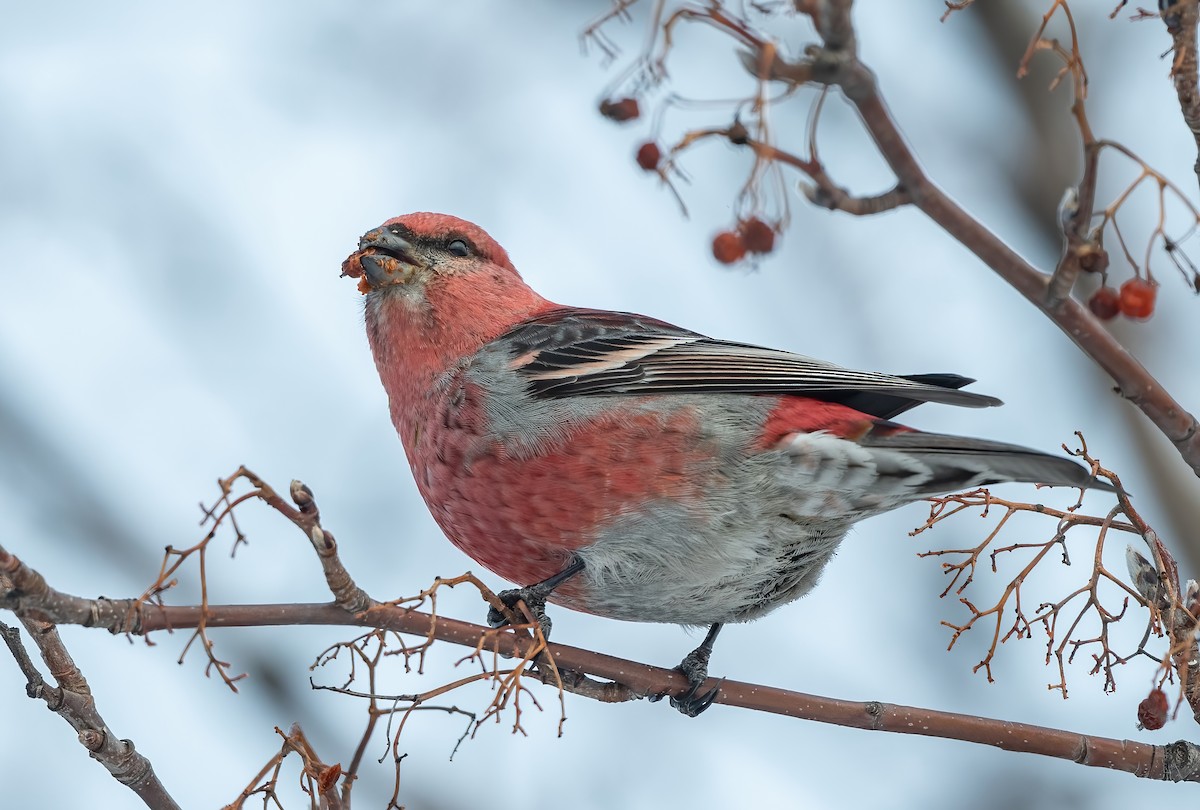 Pine Grosbeak - Annie Lavoie