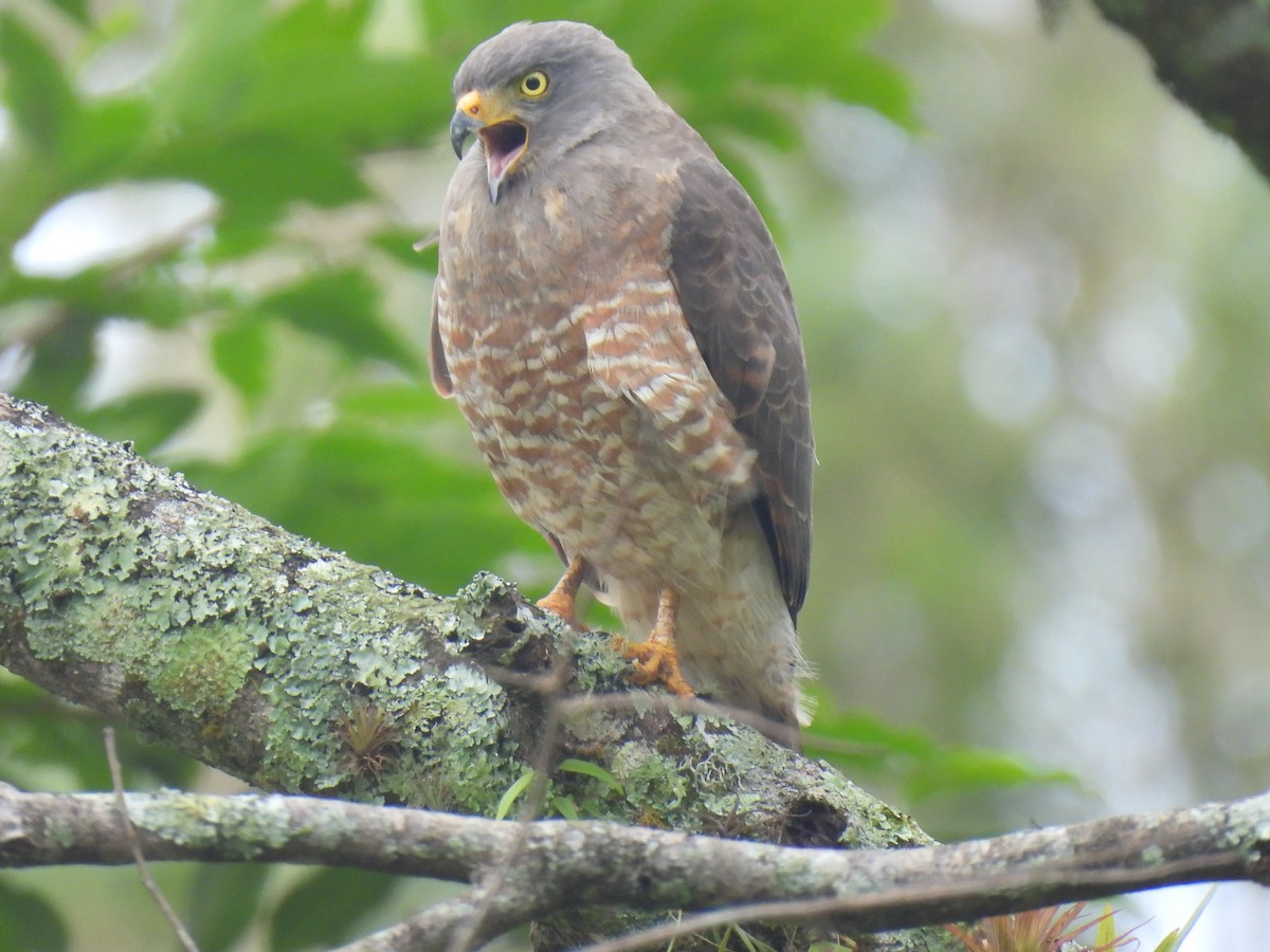 Roadside Hawk - ML614309153