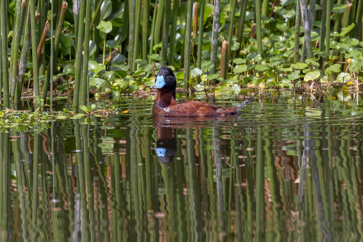 Andean Duck - Mason Flint