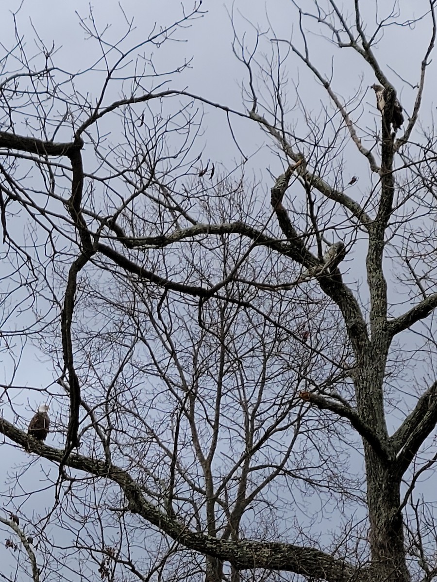 Bald Eagle - ML614309220