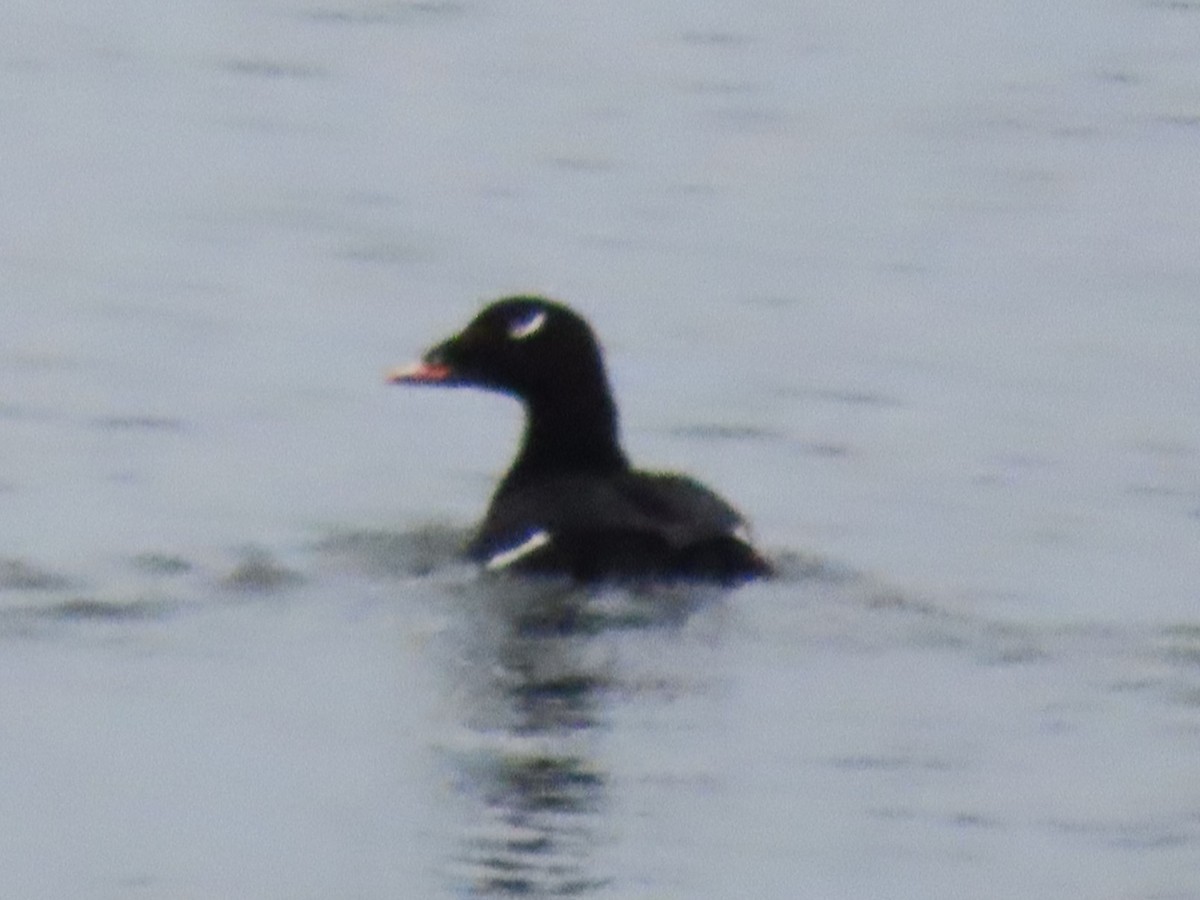 White-winged Scoter - ML614309241