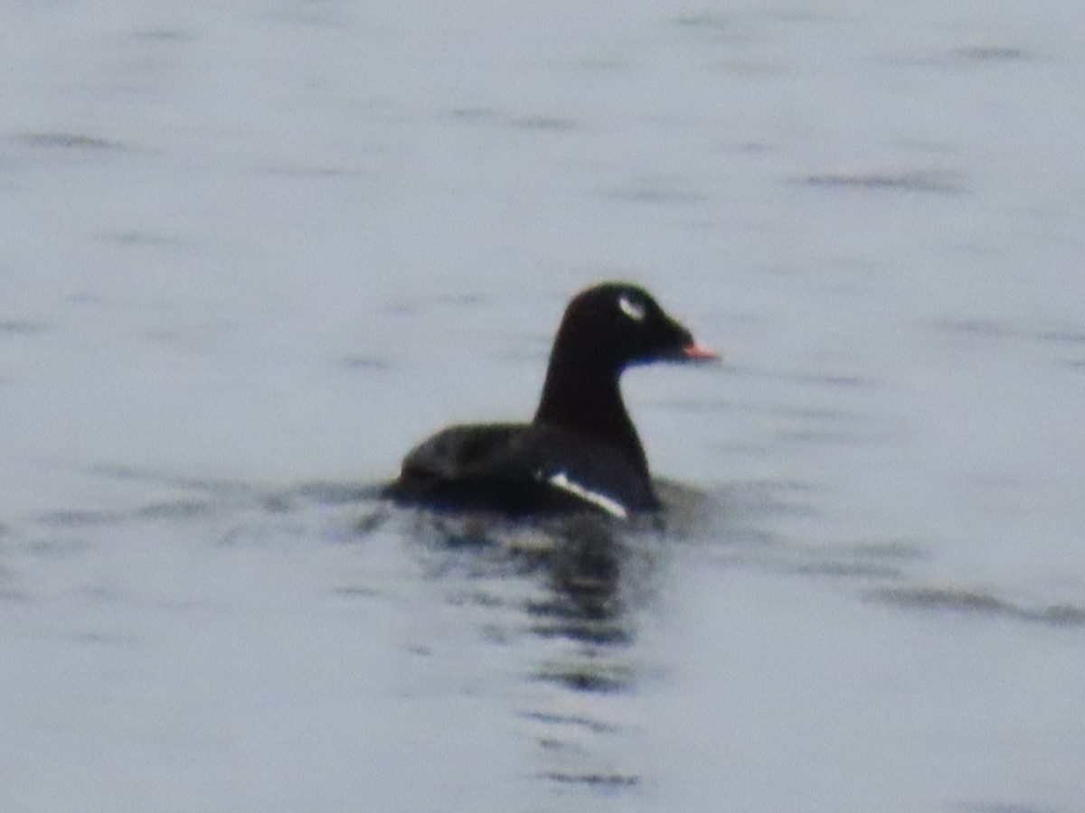 White-winged Scoter - ML614309242