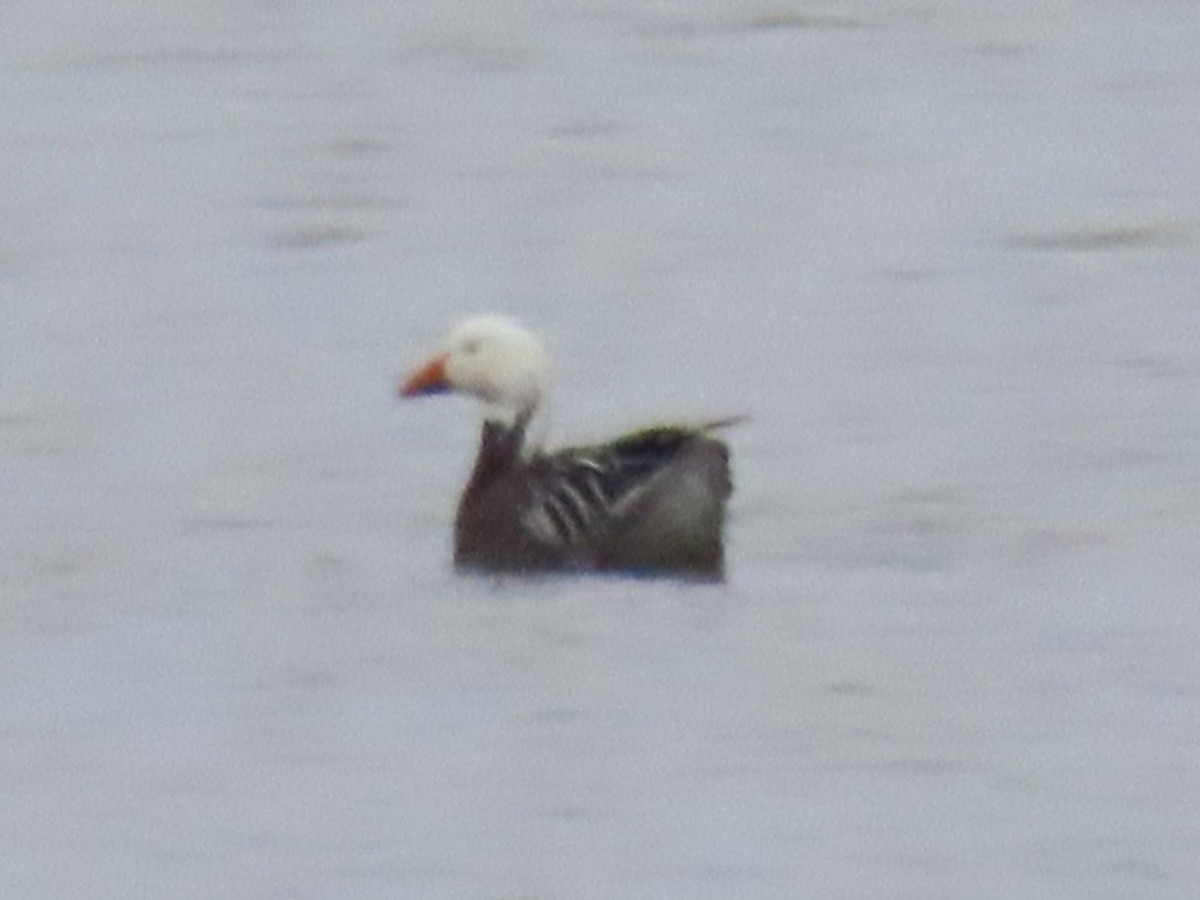 Snow Goose - ML614309244