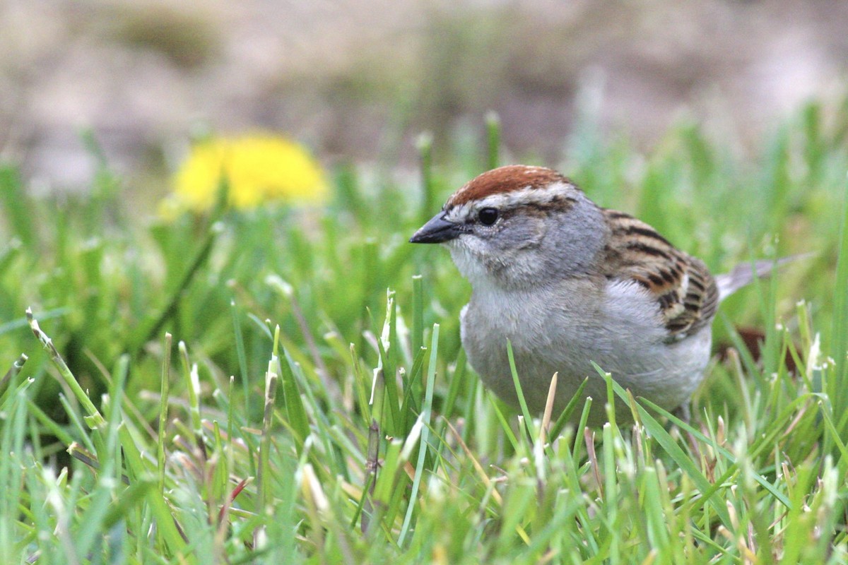 Chipping Sparrow - ML614309247