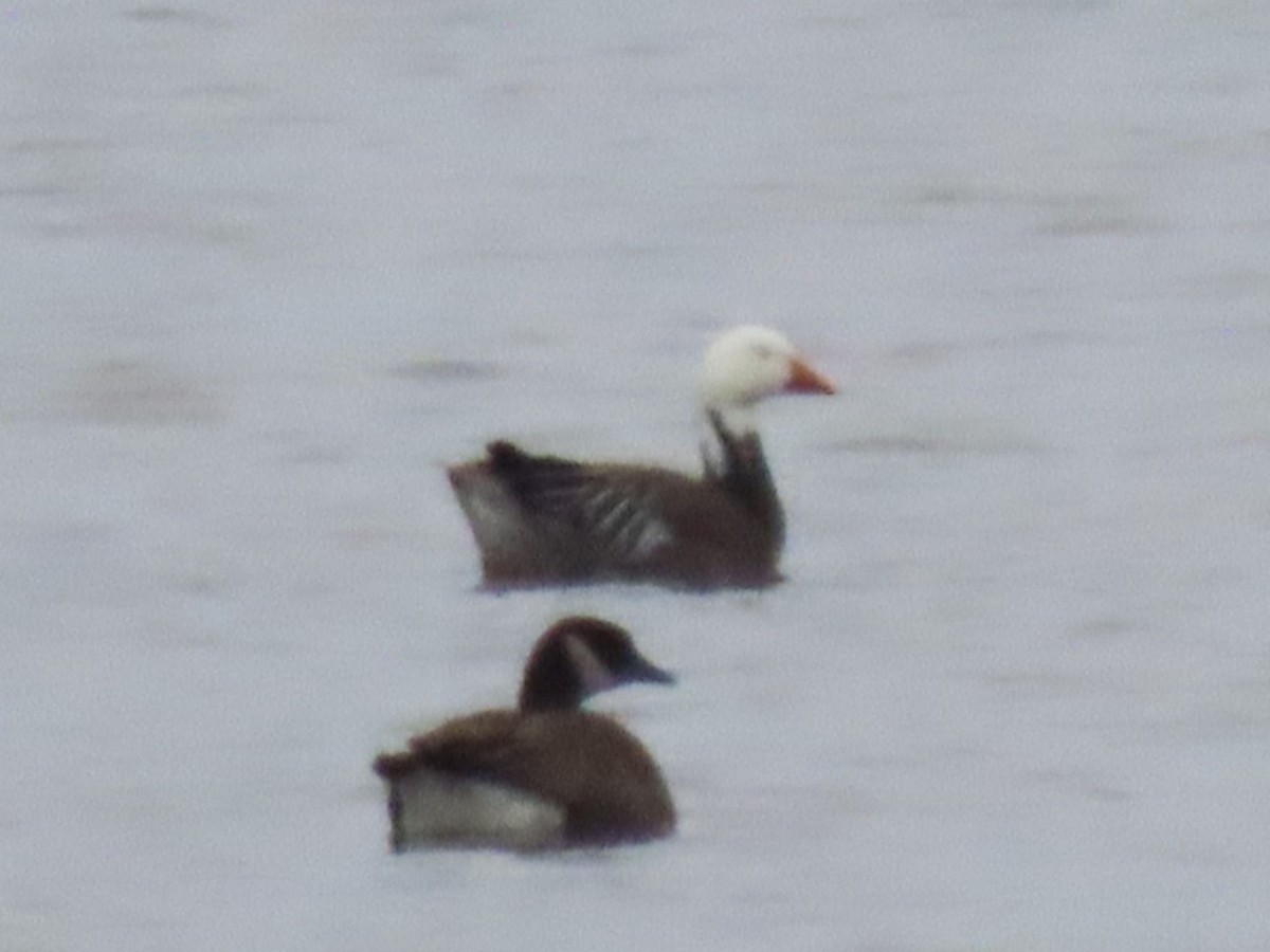 Snow Goose - ML614309249
