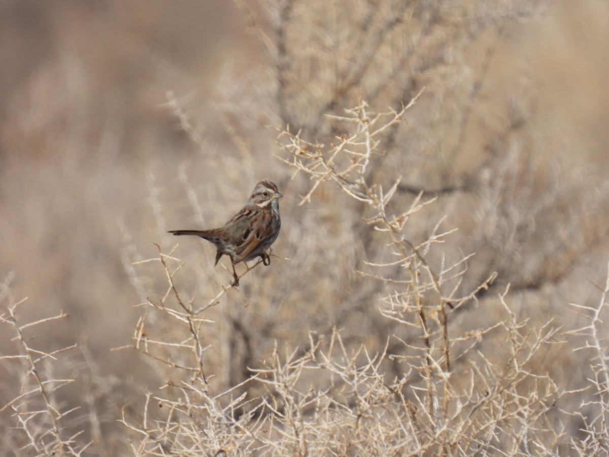 Song Sparrow - ML614309255