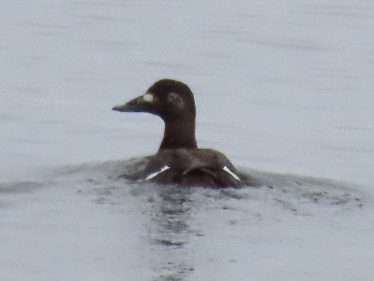 White-winged Scoter - ML614309257